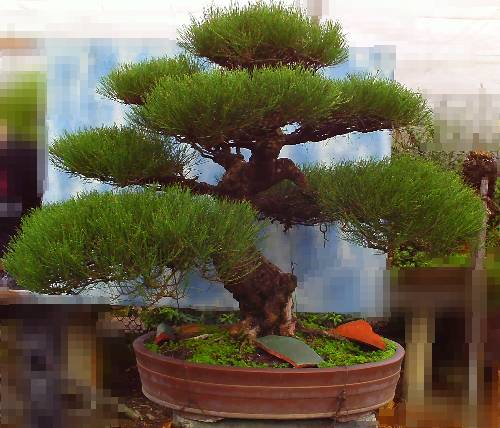 木麻黄平均寿命